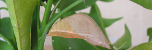 Pupae